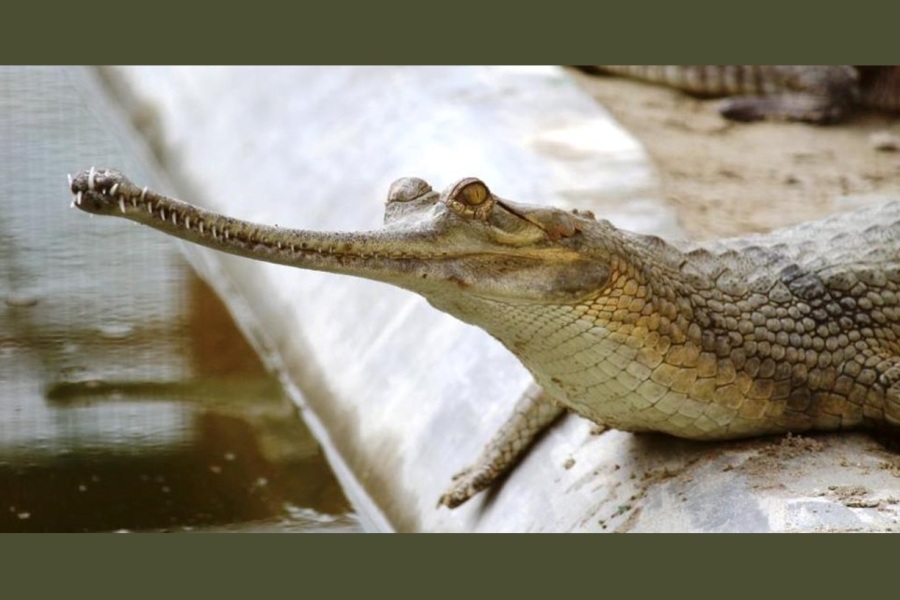 Kukrail's Wild Heart: Why CSR Must Step In to Protect Biodiversity in the Age of Night Safaris